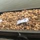 Mua dừa khô ở đâu đảm bảo chất lượng?